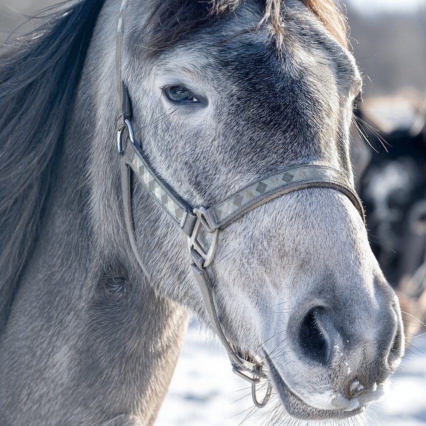 horse, animal, mammal, equine, domestic animal, grizzle, steed, nature, portrait