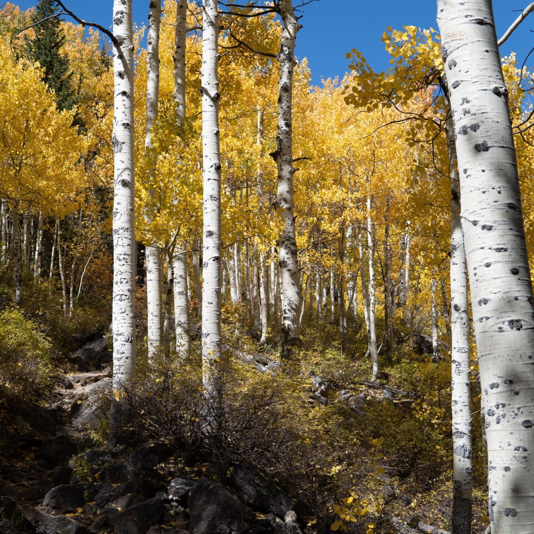 Vibrant autumn scene of birch trees in Utah's stunning forest.