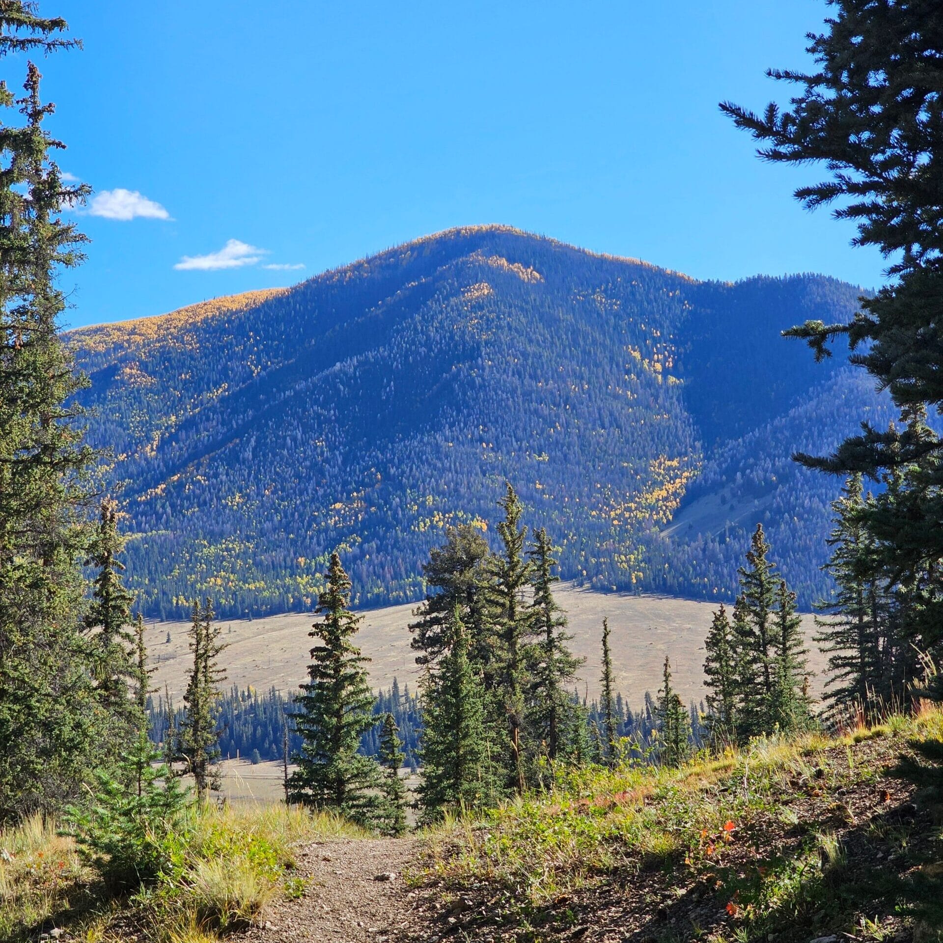 Beautiful mountain landscape with pine trees and autumn colors under a clear blue sky.