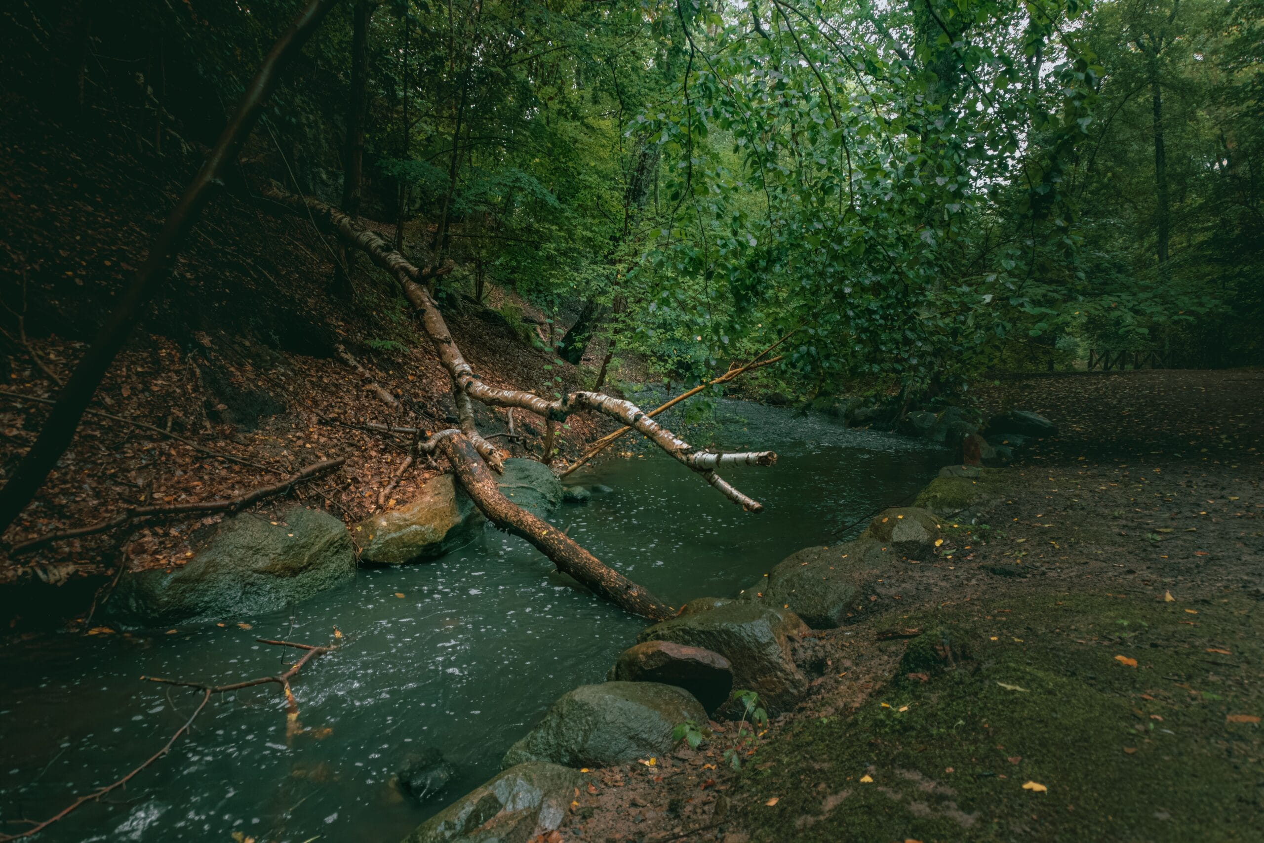 A tranquil stream flowing through a lush green forest with fallen leaves and branches.