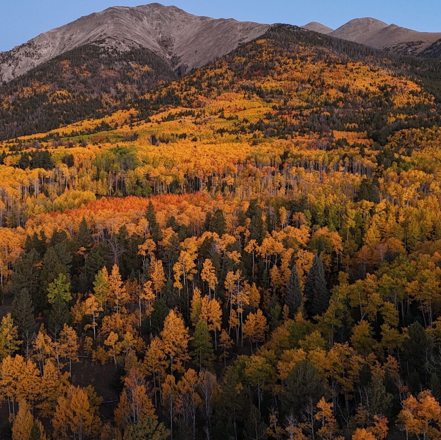 A stunning aerial view of Colorado's autumn aspen forest with vibrant fall colors at dawn.